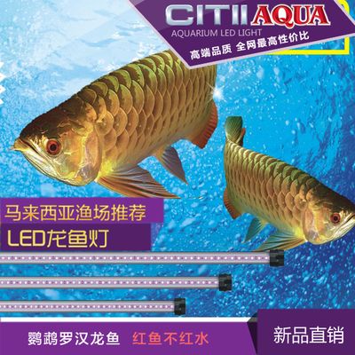 龍魚開什么顏色的燈好看：龍魚開燈的顏色選擇 龍魚百科 第1張