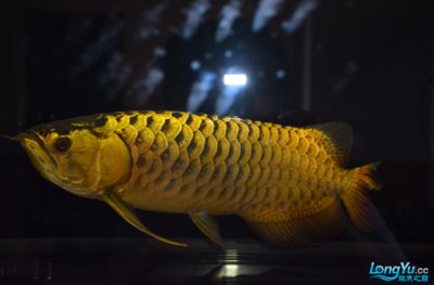 金龍魚燈光怎么照對(duì)發(fā)色好看：金龍魚燈光對(duì)金龍魚發(fā)色調(diào)整方法金龍魚發(fā)色的選擇