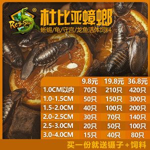 各種龍魚價(jià)格一覽表：龍魚價(jià)格大概多少錢一條 龍魚百科 第3張