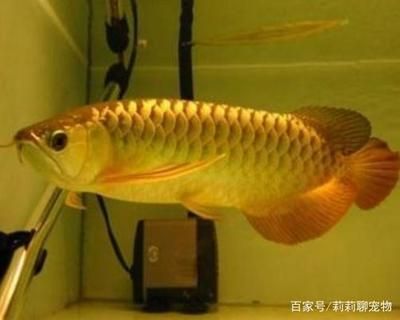 龍魚適合什么水質(zhì)的魚：龍魚的飼養(yǎng)環(huán)境和水質(zhì)要求