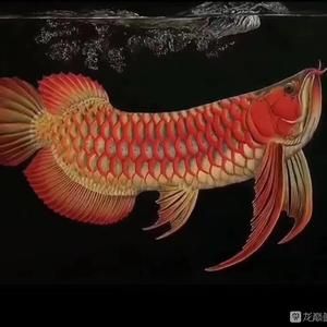 龍魚的養(yǎng)殖技術(shù)視頻：金龍魚養(yǎng)殖技術(shù)視頻教程