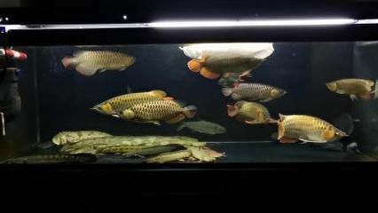 關刀魚和龍魚混養(yǎng)視頻：關刀魚可以和什么魚混養(yǎng)