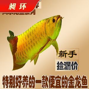 金龍魚活魚產(chǎn)地：金龍魚產(chǎn)地是哪里？