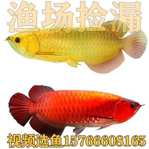 金龍魚活魚產(chǎn)地：金龍魚產(chǎn)地是哪里？