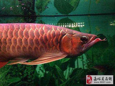 個人轉(zhuǎn)讓紅龍魚怎么交易的：個人轉(zhuǎn)讓紅龍魚交易流程