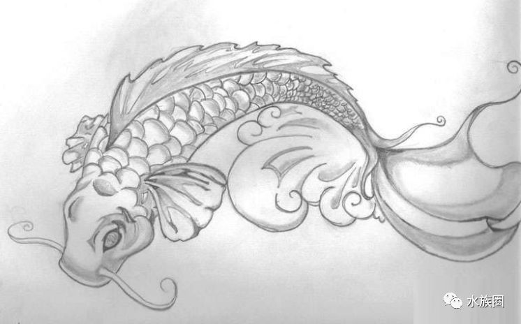 金龍魚(yú)素描：益海嘉里金龍魚(yú)素描圖片金龍魚(yú)素描圖片金龍魚(yú)素描圖片