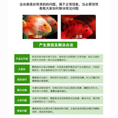 金龍魚的眼睛突然白色怎么回事：金龍魚眼睛變白怎么辦