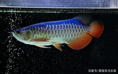 龍魚眼睛下垂怎么治療好得快：龍魚眼睛下垂怎么辦 龍魚百科