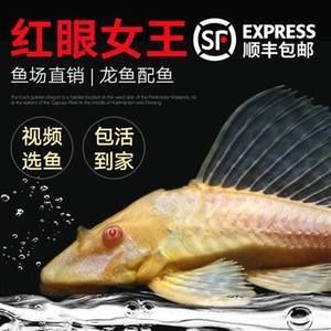 龍魚把女王吃了視頻：龍魚吃女王視頻 龍魚百科 第3張