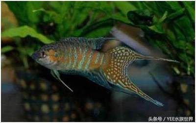 龍魚跟什么一起養(yǎng)比較好：30篇龍魚飼養(yǎng)注意事項推薦30篇龍魚飼養(yǎng)注意事項 龍魚百科 第2張