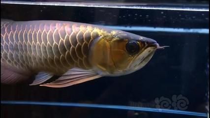 龍魚虎魚鳳魚能混養(yǎng)嗎