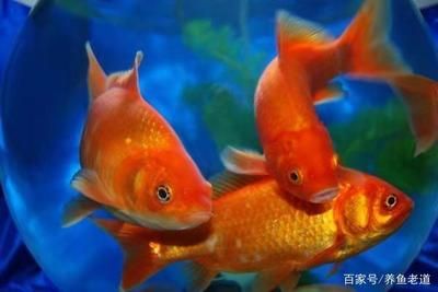 龍魚和豬鼻龜混養(yǎng)寓意：龍魚和豬鼻龜混養(yǎng)有什么寓意？