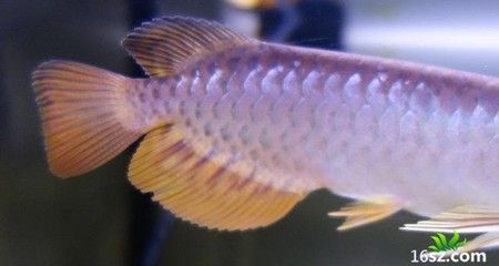 過(guò)背龍魚(yú)是什么意思?。哼^(guò)背龍魚(yú)過(guò)背龍魚(yú)過(guò)背是什么意思