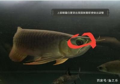 龍魚什么時(shí)候上側(cè)燈：龍魚何時(shí)應(yīng)該上側(cè)燈并沒有一個(gè)統(tǒng)一的時(shí)間點(diǎn)，養(yǎng)魚者需要注意