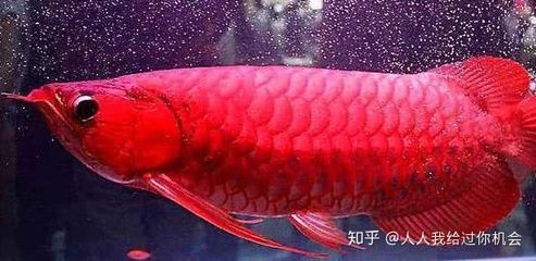 紅龍魚怎么看品質(zhì)好不好：判斷紅龍魚的品質(zhì)好壞需要綜合考慮其外觀、健康狀況以及品種等級(jí)