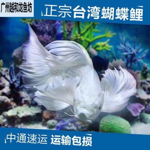 龍魚和蝴蝶鯉混養(yǎng)視頻 龍魚百科 第2張