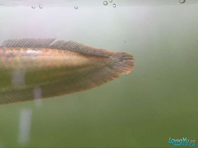 龍魚鼓眼怎么治療：龍魚蒙眼病中期治療方法 龍魚百科 第3張