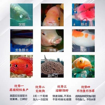 龍魚產(chǎn)地葫蘆群島：葫蘆群島龍魚養(yǎng)殖技術龍魚產(chǎn)地主要分布在南美洲亞馬遜流域內的尼格羅河內 龍魚百科 第1張