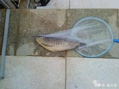 龍魚(yú)虎魚(yú)打架解決方法視頻：“龍魚(yú)虎魚(yú)打架解決方法視頻” 龍魚(yú)百科 第3張