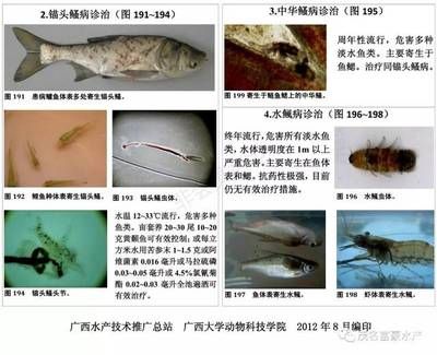 龍魚(yú)亞硝酸鹽中毒癥狀：亞硝酸鹽中毒在魚(yú)類中是一種普遍的問(wèn)題 龍魚(yú)百科 第3張