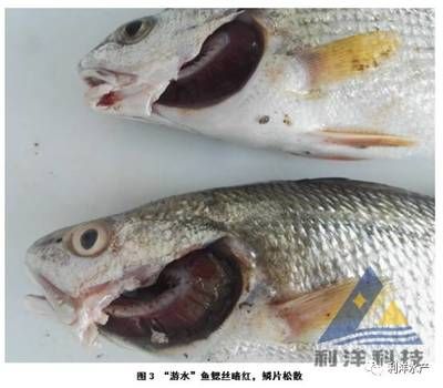 龍魚(yú)亞硝酸鹽中毒癥狀：亞硝酸鹽中毒在魚(yú)類中是一種普遍的問(wèn)題 龍魚(yú)百科 第2張