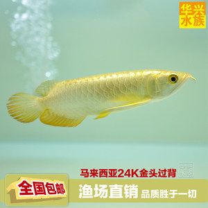 金龍魚頭上長一些條紋：金龍魚頭上的條紋 龍魚百科 第2張