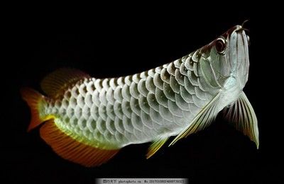 金龍魚頭上長一些條紋：金龍魚頭上的條紋 龍魚百科 第1張