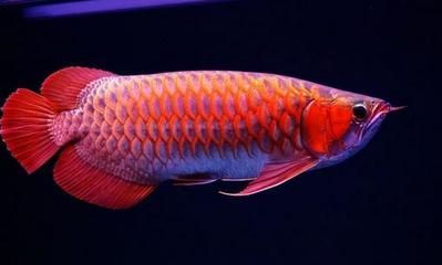 龍魚(yú)的外形特點(diǎn)是什么樣的視頻 龍魚(yú)百科 第2張