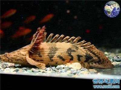 虎紋恐龍王魚能和龍魚混養(yǎng)：虎紋恐龍王可以和什么魚混養(yǎng) 龍魚百科 第3張