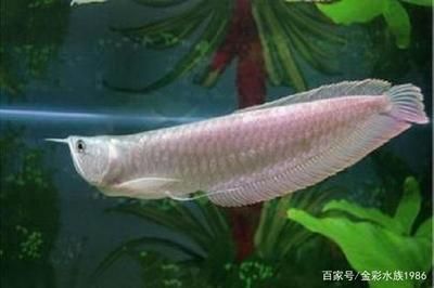 粉紅色的龍魚叫什么品種：粉紅色的龍魚是什么品種