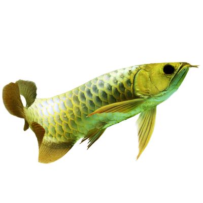 金龍魚芯片是什么意思呀：關(guān)于金龍魚芯片的問(wèn)題