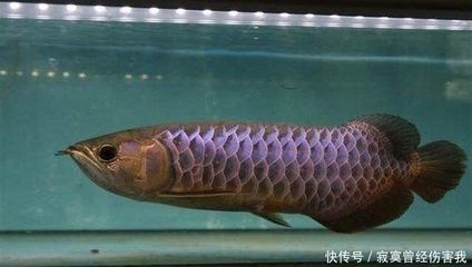 龍魚身上有粘液怎么治