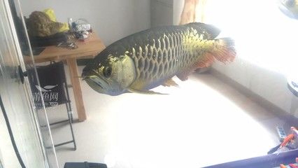 金龍魚浮頭是咋樣