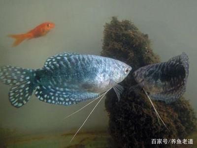 黃藍曼龍魚可以混養(yǎng)嗎視頻：黃曼龍魚可以和什么魚混養(yǎng) 龍魚百科 第1張