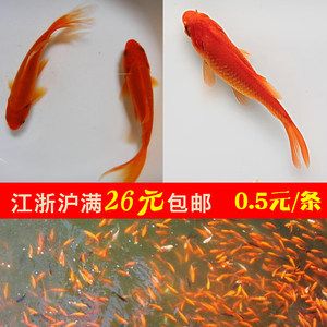 龍魚和小金魚可以一起混養(yǎng)嗎：龍魚和小金魚混養(yǎng)的注意事項(xiàng)