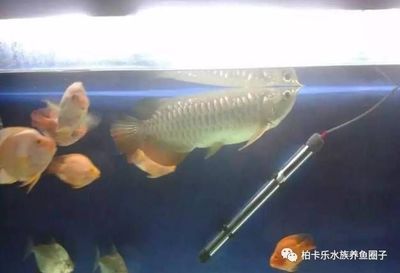 龍魚趴缸在水底不動(dòng)了怎么回事：龍魚為什么會(huì)趴缸？