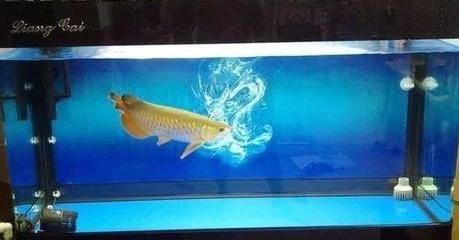 龍魚趴缸在水底不動了怎么回事：龍魚為什么會趴缸？ 龍魚百科 第2張