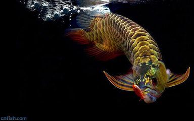 金龍魚和食人魚哪個(gè)厲害：男子把食人魚和金龍魚放一起，半個(gè)小時(shí)后 龍魚百科 第1張