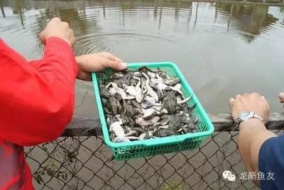 龍魚為什么不建議喂泥鰍：泥鰍喂食過多，可能是龍魚體色變黑的風(fēng)險(xiǎn)，飼養(yǎng)者應(yīng)謹(jǐn)慎 龍魚百科 第1張