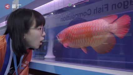 龍魚為什么要打芯片：《世界自然保護(hù)聯(lián)盟》(iucn)龍魚打芯片