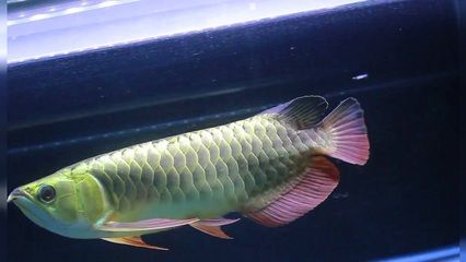 極品過(guò)背金龍魚(yú)視頻：極品過(guò)背金龍魚(yú)是什么意思 龍魚(yú)百科 第3張