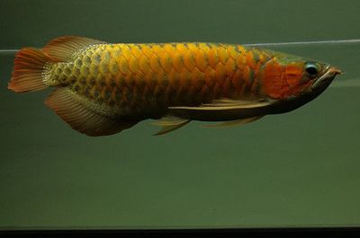 龍魚(yú)什么樣子？：關(guān)于龍魚(yú)的外形特征和種類特征和種類特征和種類特點(diǎn) 龍魚(yú)百科 第2張