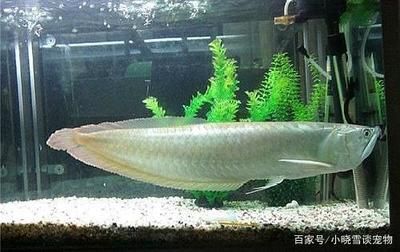 龍魚混養(yǎng)多久才不打架：龍魚混養(yǎng)成功通常需要兩個月以上的時間需要密切關(guān)注