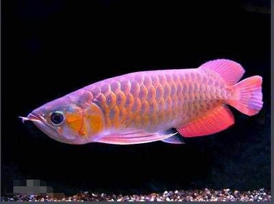 紅龍魚(yú)怎么挑選最好的品種魚(yú)：如何挑選紅龍魚(yú)？