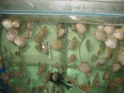 龍魚和燕魚混養(yǎng)：龍魚和燕魚混養(yǎng)失敗的原因分析龍魚和燕魚混養(yǎng)的優(yōu)點(diǎn)和注意事項(xiàng)