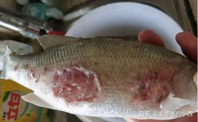 龍魚身上有片鱗片發(fā)白怎么回事：龍魚身上鱗片發(fā)白怎么辦