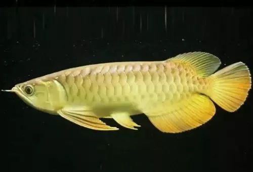 龍魚過背高背b過圖：過背金龍魚和高背金龍魚的區(qū)別