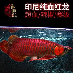 紅龍魚怎么看血統(tǒng)好不好：如何判斷紅龍魚的血統(tǒng) 龍魚百科 第2張