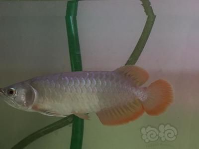 龍魚發(fā)色吃什么：龍魚發(fā)色的食療方法 龍魚百科 第1張