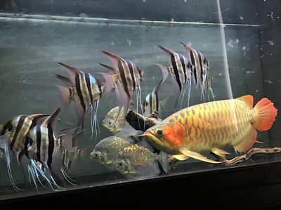 龍魚和埃及能混養(yǎng)嗎 龍魚百科 第3張